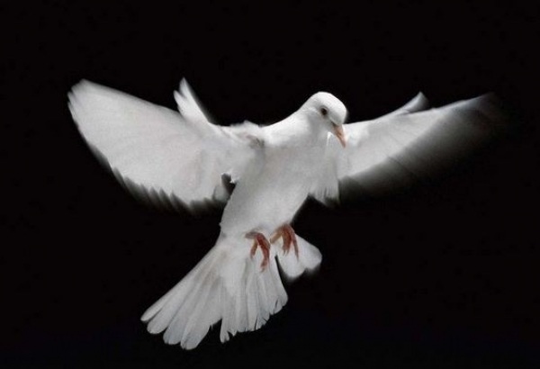 AUGURI PER LA S. PASQUA 2016 della Responsabile Generale